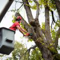 The Ins and Outs of St. Louis Arborist Services: A Comprehensive Guide