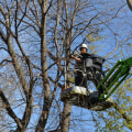 Qualifications and Certifications to Look for in a St. Louis Arborist
