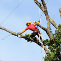 The Average Cost of Arborist Services in St. Louis