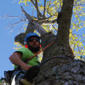 The Importance of Being Present During an Arborist's Visit in St. Louis