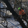 St. Louis Arborist Services: The Importance of Tree Risk Assessments