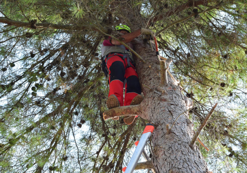 Exploring Discounts and Promotions for St. Louis Arborist Services