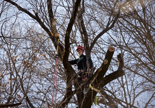 Exploring the Warranties and Guarantees Offered for St. Louis Arborist Services