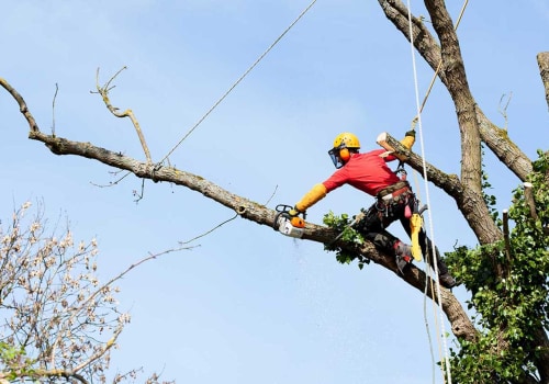 The Average Cost of Arborist Services in St. Louis