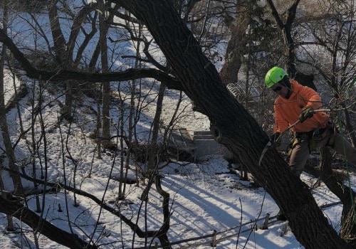 St. Louis Arborist Services: The Importance of Tree Trimming and Pruning