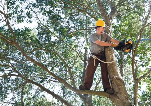 The Comprehensive Guide to St. Louis Arborist Services