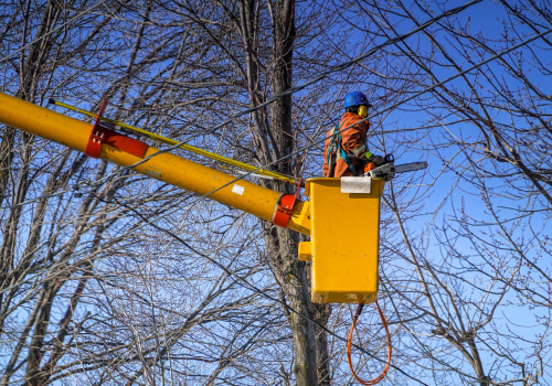 St. Louis Arborist Services: Protecting Trees from Common Diseases and Pests