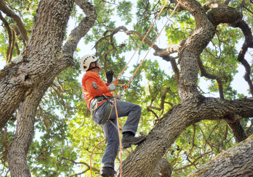 Eco-Friendly Practices and Products Used by St. Louis Arborist Services