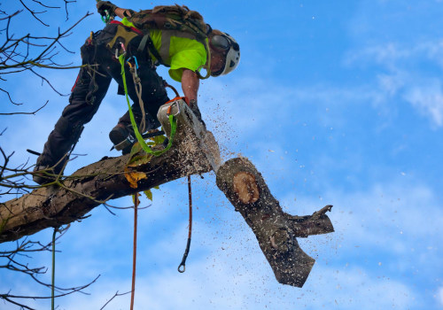 The Importance of Regular Maintenance Visits with a St. Louis Arborist