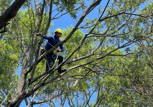 St. Louis Arborist Services: What to Do in a Tree Emergency After Business Hours